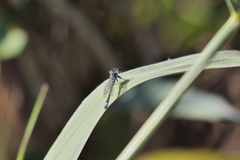 Ischnura fluviatilis