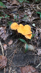 Cantharellus lateritius