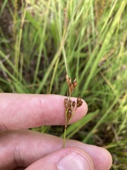 Juncus dudleyi