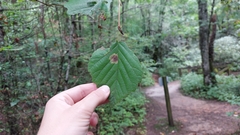 Cameraria hamameliella