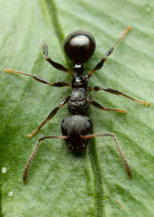 Pseudonotoncus hirsutus