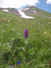 Dactylorhiza euxina