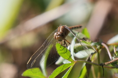 Erythrodiplax nigricans