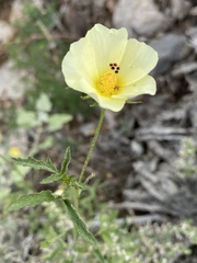 Hibiscus coulteri