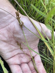 Juncus dudleyi