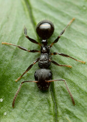 Pseudonotoncus hirsutus