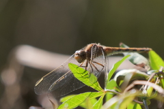 Erythrodiplax nigricans