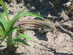 Aspidoscelis sonorae