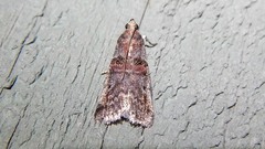 Acrobasis tricolorella