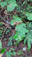 Cameraria hamameliella