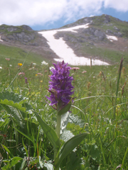 Dactylorhiza euxina