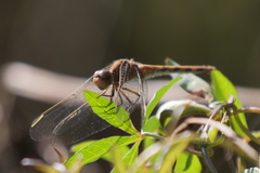 Erythrodiplax nigricans