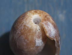 Bulla vernicosa