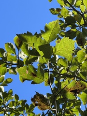 Crataegus schizophylla