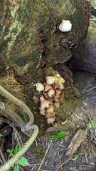 Pleurotus pulmonarius