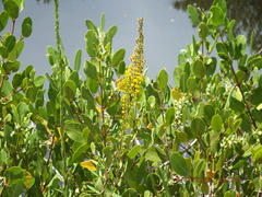 Solidago mexicana