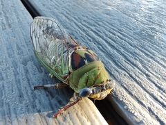 Megatibicen pronotalis