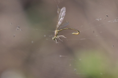 Ischnura fluviatilis