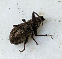 Pantomorus cervinus