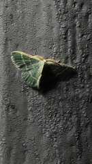 Chlorochlamys chloroleucaria