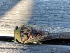 Megatibicen pronotalis