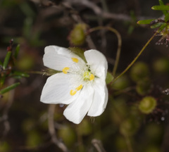 Drosera planchonii