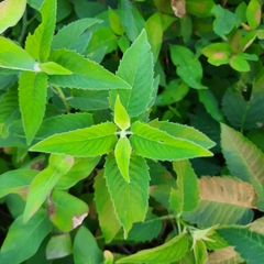 Monarda fistulosa