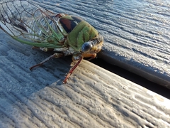 Megatibicen pronotalis