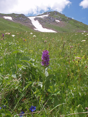 Dactylorhiza euxina