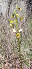 Diuris platichila