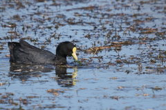 Fulica leucoptera