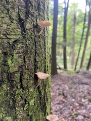 Mycena corticola