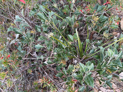 Grevillea dilatata