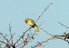 Ploceus
