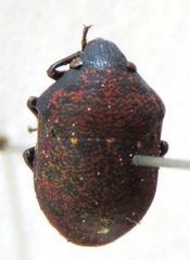 Scutelleridae