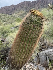 Ferocactus cylindraceus