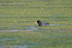 Fulica leucoptera
