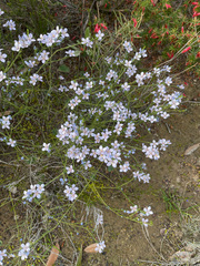 Cyanothamnus coerulescens