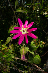 Passiflora sublanceolata