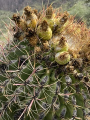 Ferocactus cylindraceus