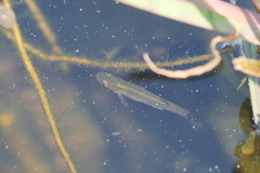 Poeciliidae