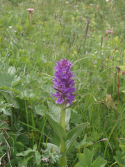 Dactylorhiza euxina