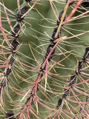 Ferocactus cylindraceus