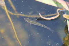 Poeciliidae