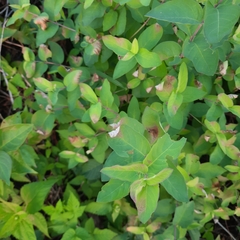 Diervilla lonicera