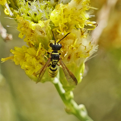 Eucerceris provancheri