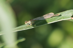 Ischnura fluviatilis