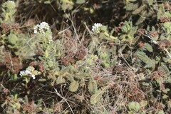 Heliotropium asperrimum