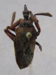 Apiomerus