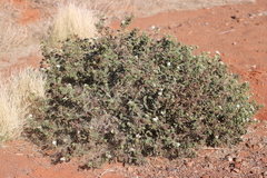 Heliotropium asperrimum